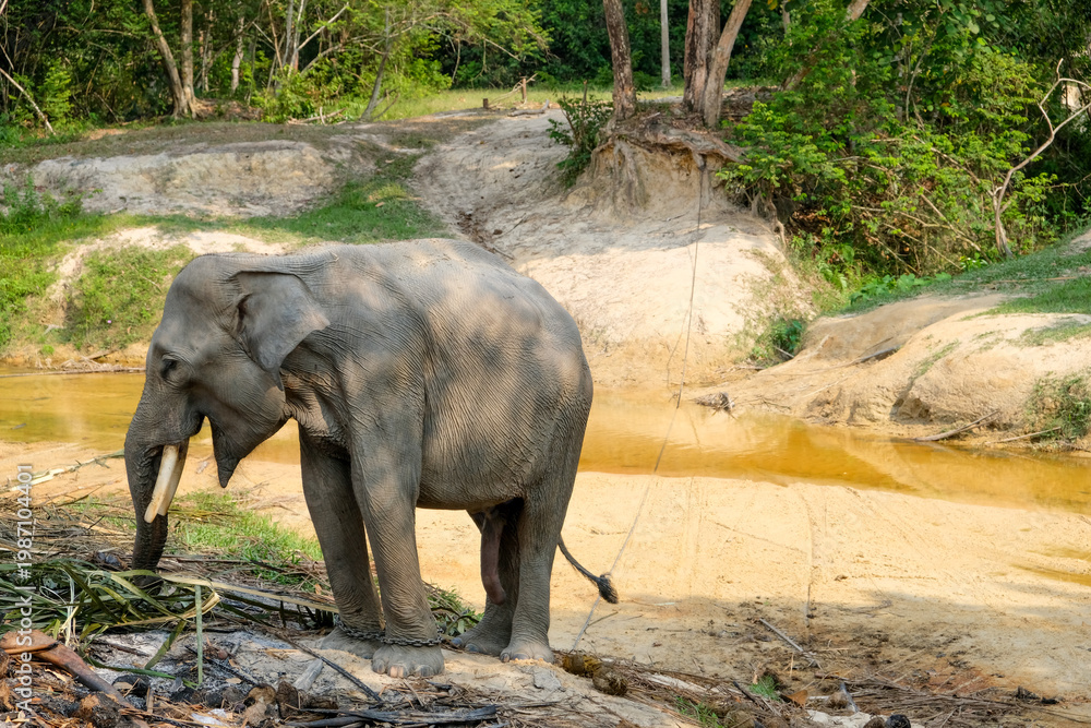 Fototapeta premium The playful innocence of a young Sumatran elephant at Minas Elephant Training Center, Riau