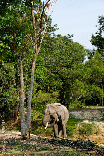 The Sumatran Elephant at the Minas Training Center, Riau. A powerful symbol of Indonesia's wild heritage and the ongoing journey of conservation