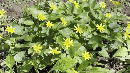 Vibrant Yellow Spring Celandine Flower Blooming in Spring Garden	