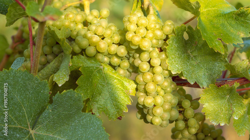 Sunlit green grapes on the vine