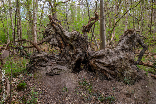 Photography Bottom of an Uprooted Tree