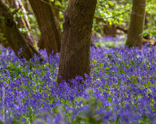 Bluebells at Norsey Wood in Essex, UK