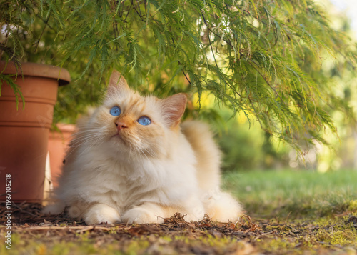 Sacred Birman cat with beautiful blue eyes lying under a small Acer tree in a garden