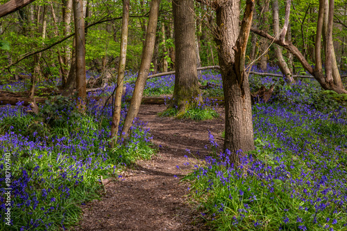Bluebells at Norsey Wood in Essex, UK