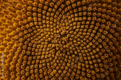 Close-up photograph of a sunflower's seed head, showcasing a symmetrical