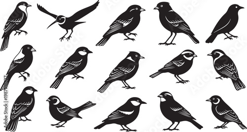 Various Black and White Bird Silhouettes Collection