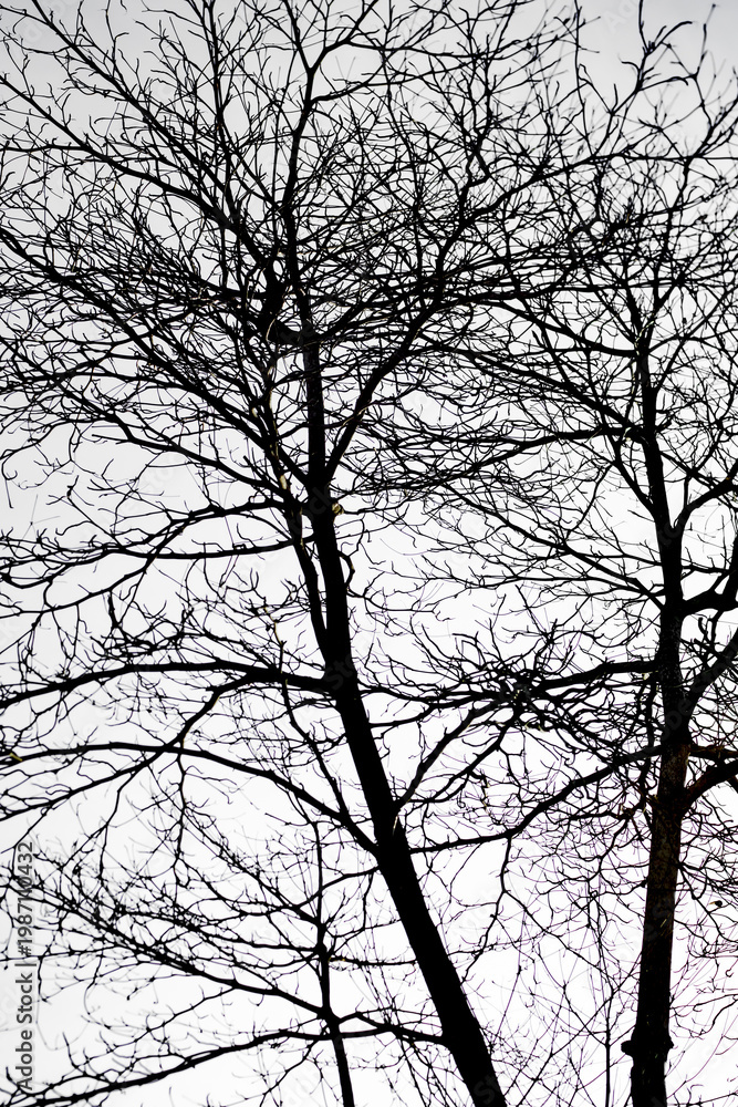 Fototapeta premium Leafless Oak tree branches silhouette. Black and white. Natural oak tree branches silhouette on a white background. Silhouettes of a dark gloomy forest with textured trees on a white background. 