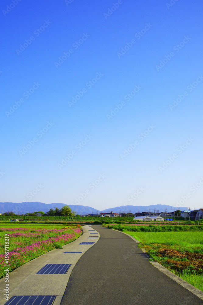 Naklejka premium 青空と続く一本道 シンプルな田園風景（大阪南部）