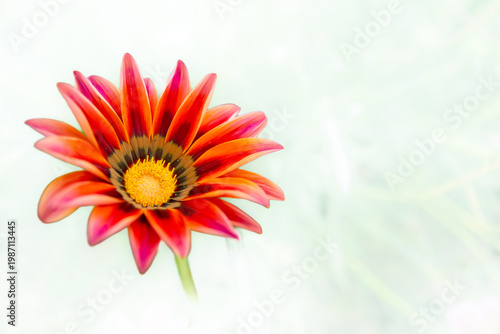 gerbera daisy flower, isolated transparent background