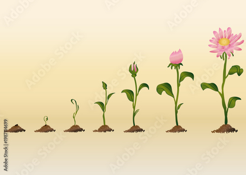 Life Cycle and Growth Stages of Flower Plant
