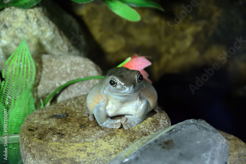 Pelodryas caerulea. Blue Australian tree frog