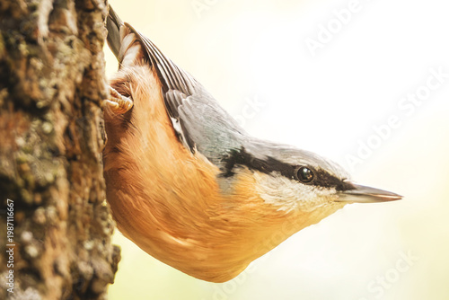 Kleiber hält am Baumstamm hängend Ausschau