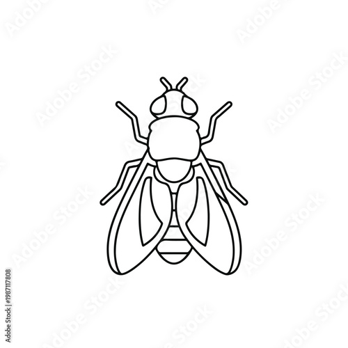 Insect line drawing of a fly from the front view