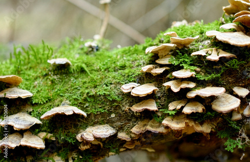 Wild Mushrooms and Green Moss on Tree Trunk. Close-up of wood-decay fungi (bracket mushrooms) growing on a fallen log covered in bright green moss. Natural forest ecosystem and woodland biodiversity