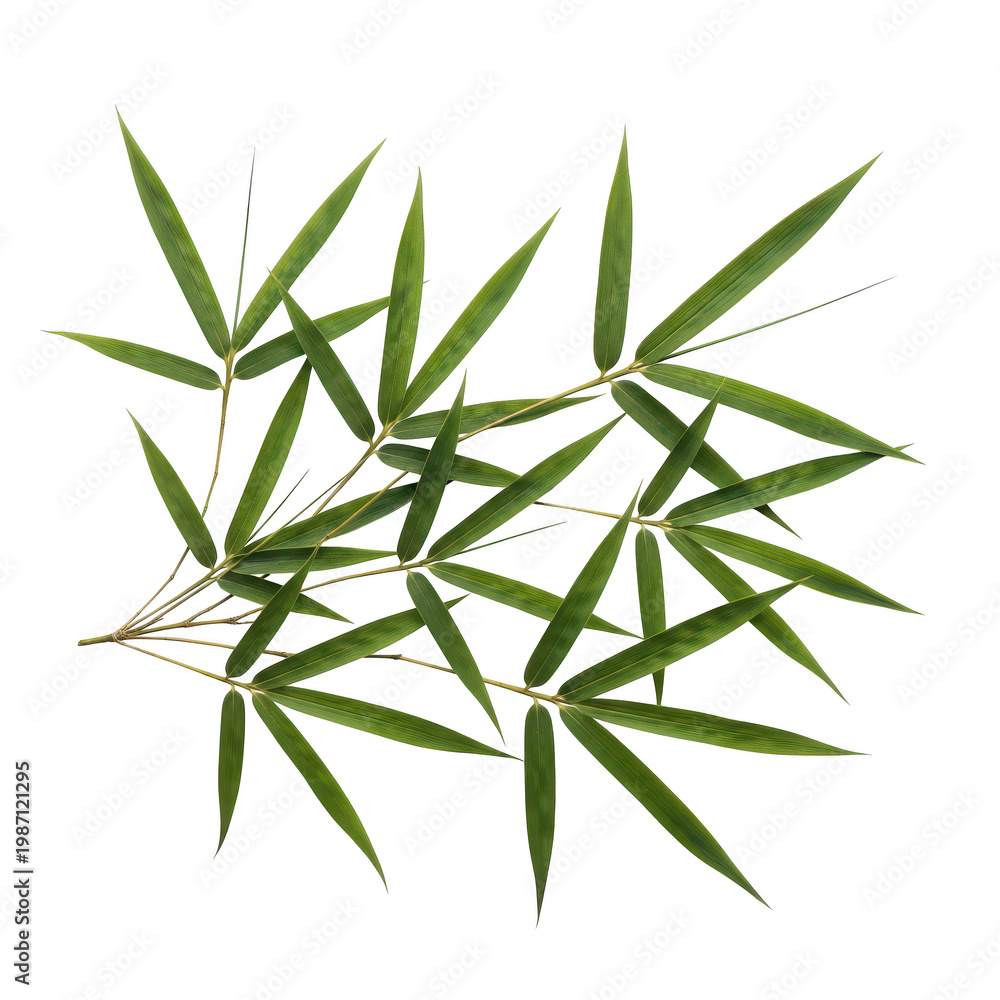 Fototapeta premium Cluster of delicate bamboo leaves growing naturally in a scattered arrangement