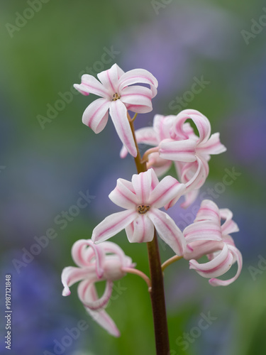 春の花壇の愛らしいヒヤシンス