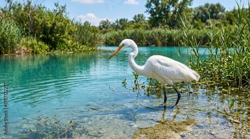 Elegant Great Egret Stands Gracefully Near Calm Turquoise Water in Serene Natural Habitat
