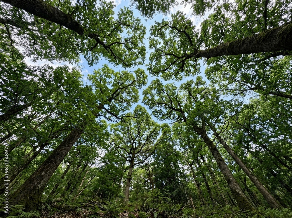 Fototapeta premium Lush Green Forest Canopy Under Bright Blue Sky with Clouds in Vibrant Natural Setting