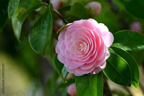 千重咲きの乙女椿の花