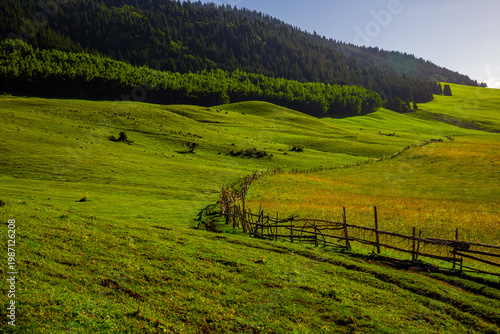 Cows grazing peacefully near wooden fence in rural landscape