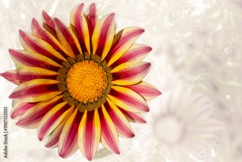 gerbera, daisy, gazania, flower card, purple yellow flower