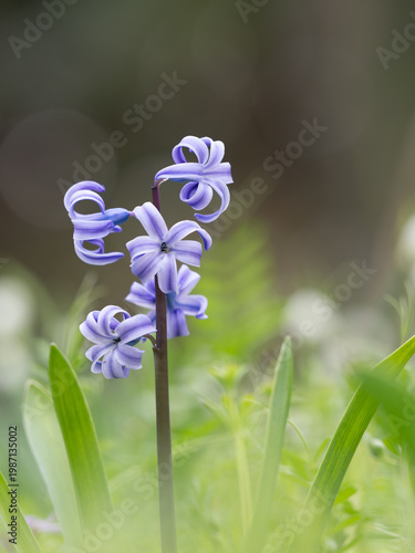 白と青紫の美しいヒヤシンス