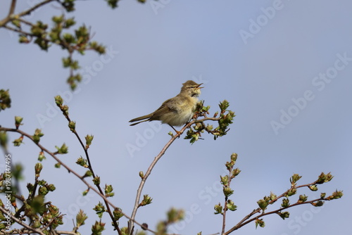 willow warbler (Phylloscopus trochilus) singing from tree branch