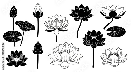 Collection of beautiful lotus flowers and buds in black and white, symbolizing purity, enlightenment, and rebirth, perfect for various design projects