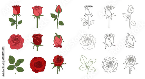 Collection of realistic vector illustrations and line art drawings of various red roses and rose leaves, perfect for floral design projects