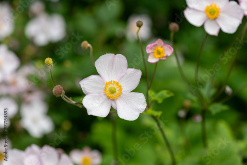 Japanese anemone (eriocapitella japonica) flowers in bloom