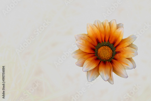 Colorful gazania flower with copy space on soft background