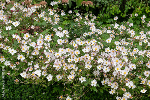 Japanese anemone (eriocapitella japonica) flowers in bloom