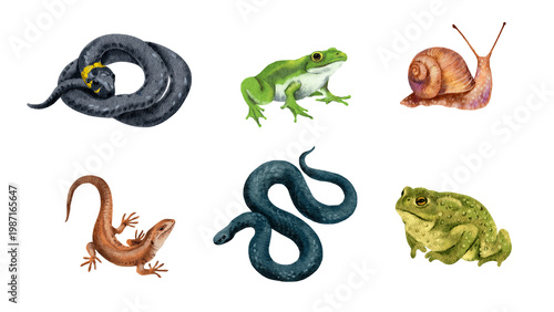 Mixed animal icons set with snake, frog, snail, toad, and lizard in watercolor style on white for educational materials and web graphics. Part of a coordinated matching pattern set.