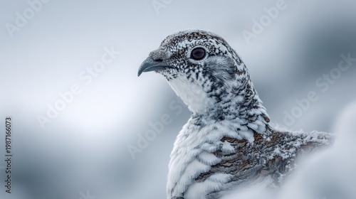 Willow ptarmigan in winter plumage perched against a snowy backdrop, showcasing intricate feather patterns and subtle camouflage in soft overcast light