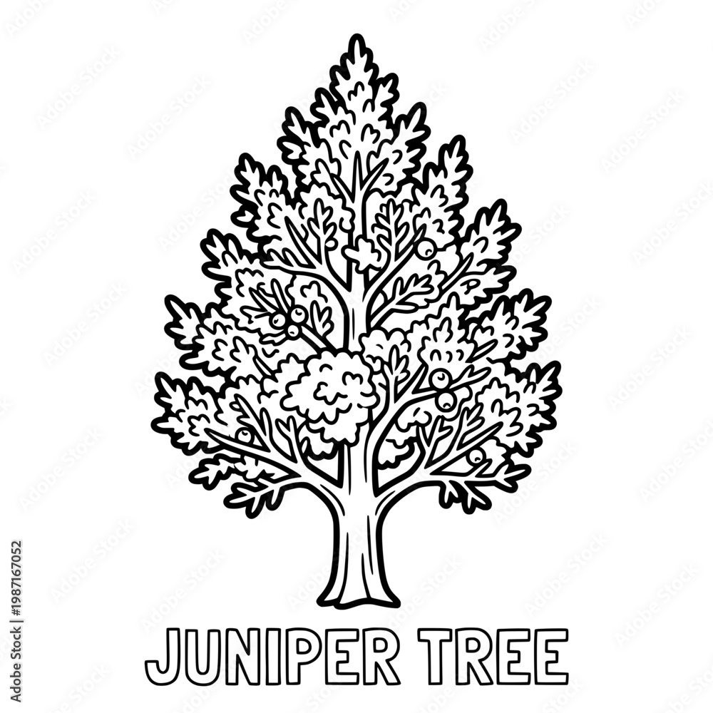 Fototapeta premium Detailed Black and White Juniper Tree Illustration for Coloring.