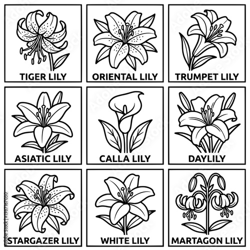 Detailed Black and White Line Drawings of Various Lily Flowers.