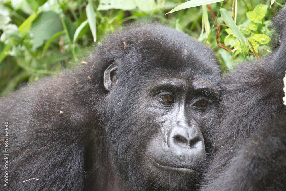 Obraz premium Close-up of a young mountain gorilla in lush Ugandan forest, showing thoughtful expression and natural habitat—ideal for wildlife conservation, education, and eco-tourism content.