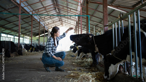 Young Asian woman farmer working with hay for feeding cow in dairy farm, New generation agricultural farmer working in smart farm, Livestock and farm industry lifestyle.