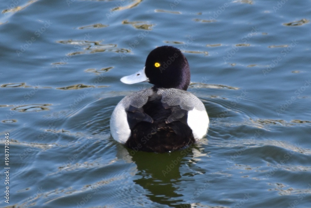 Fototapeta premium Waterfowl at the waatewater