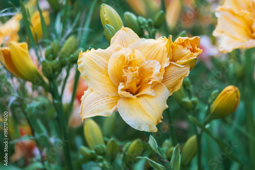 Yellow Hemerocallis hybrida flowers in landscaped garden, hardy perennials used for borders and decorative outdoor design