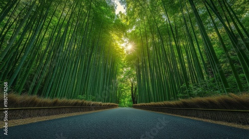 Lush Green Bamboo Forest Path With Sunlight Shining Through Tall Stalks And Bamboo Fence Border