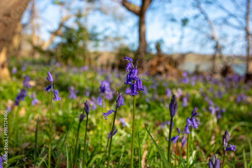Bluebells in the Woods at Pin Mill Suffolk