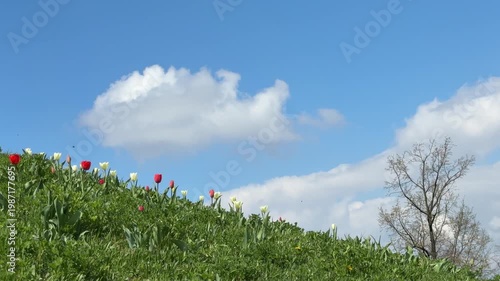 White clouds in blue sky floats over green grassy hill with tulips.