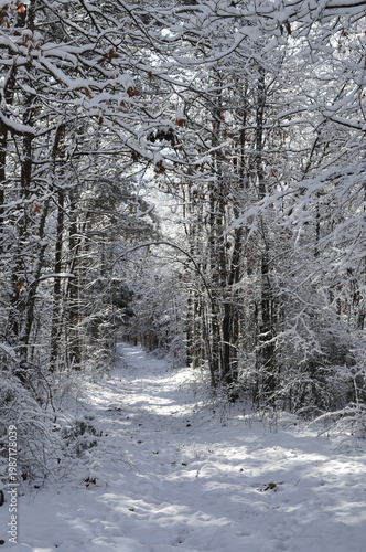 Snowy path in the woods