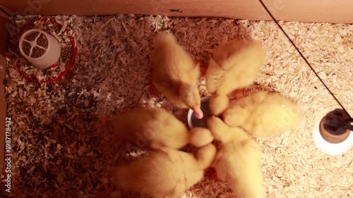 Yellow ducklings, cute, fluffy, small and beautiful ducklings, animal birds