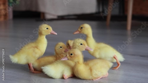 Yellow ducklings, cute, fluffy, small and beautiful ducklings, animal birds
