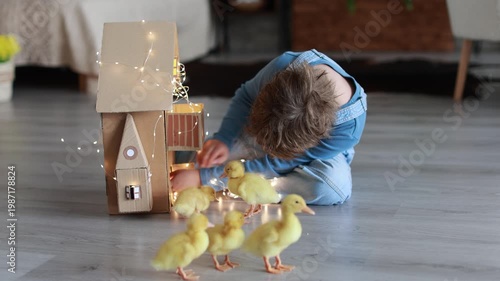 Happy beautiful child, kid, playing with small beautiful ducklings, cute fluffy animal birds