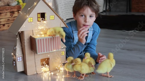Happy beautiful child, kid, playing with small beautiful ducklings, cute fluffy animal birds