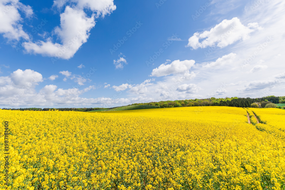 Fototapeta premium Vast yellow blooming rapeseed field panorama with rolling hills on Rügen Island under blue sky