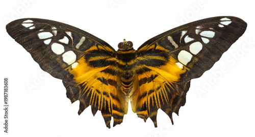 Dried butterfly (Kallima inachus, dead leaf butterfly) with spread wings, isolated on transparent background, for entomology and design projects